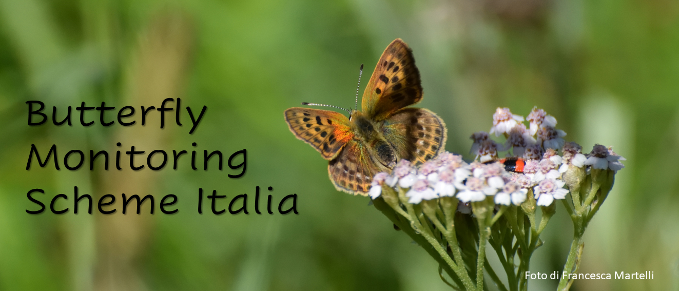 Italy BMS European Butterfly Monitoring